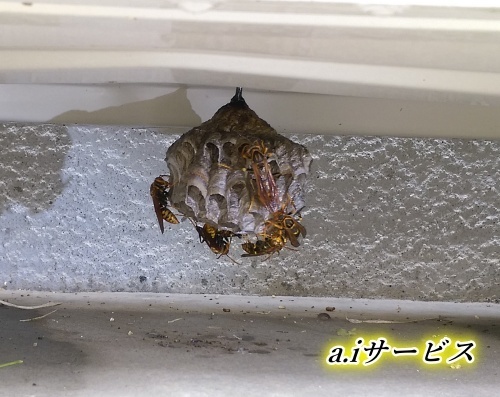 アシナガバチ巣室外機 アシナガバチ巣室外機