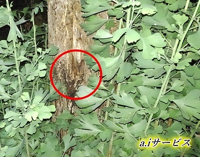「植木の幹の中へ蜂が出入り！」大阪府四條畷市のハチの巣駆除