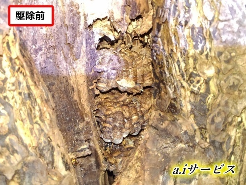 植木洞蜂の巣