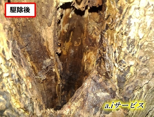 植木幹内部蜂の巣