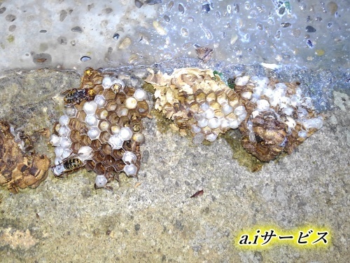 モンスズメバチ巣