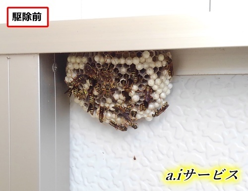腰壁アシナガバチ巣 腰壁アシナガバチ巣