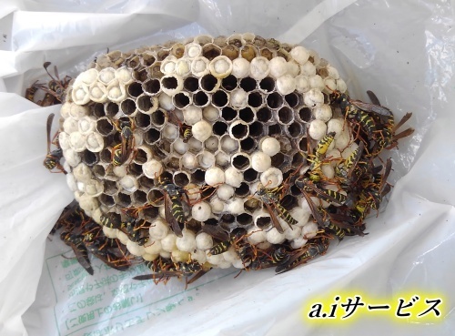 フタモンアシナガバチ巣 フタモンアシナガバチ巣
