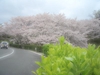 高槻市営公園墓地の桜は満開！