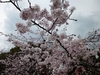 京都　円山公園の桜の開花はもう少し・・・・・