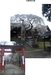 奈良、氷室神社の枝垂桜