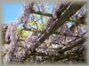 左近の藤（wisteria)　（奈良・興福寺）