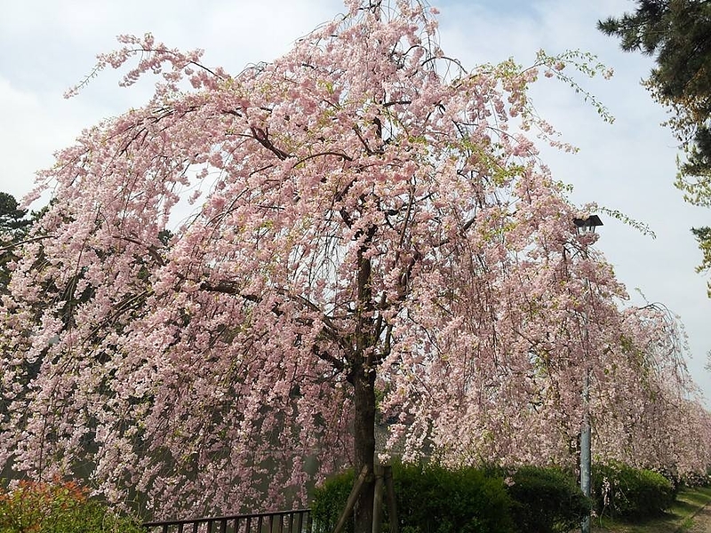 枝垂れ桜