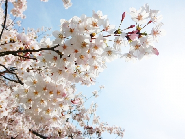 満開の桜と青空