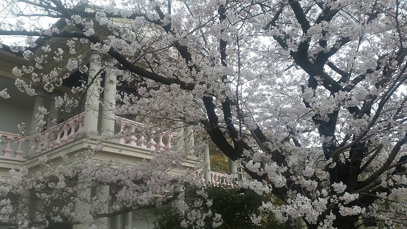 桜ノ宮公会堂　春　桜咲く