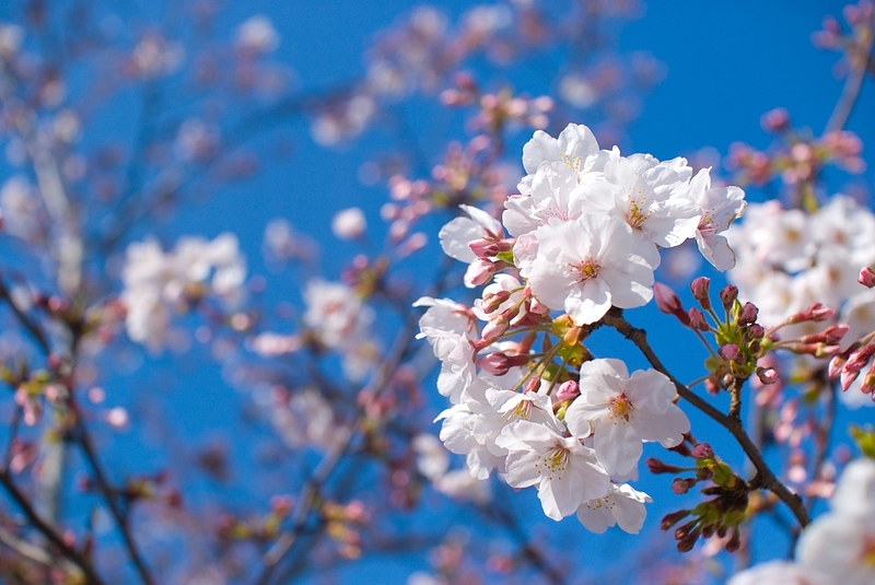 桜　ちらほら咲き