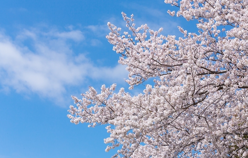 桜満開　枝伸びる