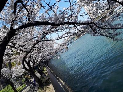 大川端に垂れる桜たち