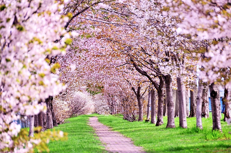 桜のトンネル