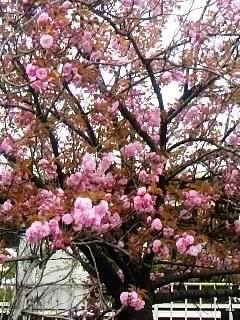 八重桜