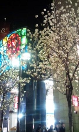 木蓮と神戸元町の夜景