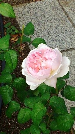 大阪市役所前の薔薇