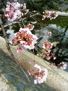 桜開花