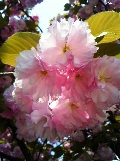 今は、八重桜