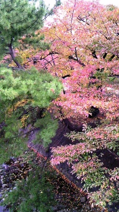 紅葉がすすみました