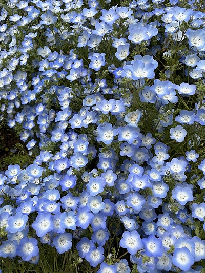 長居植物園ネモフィラフェア及び自然史博物館について