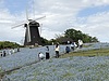 花博記念公園鶴見緑地・風車の丘ネモフィラ大花壇について