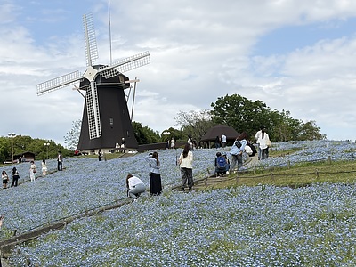 花博記念公園鶴見緑地・風車の丘ネモフィラ大花壇について