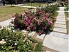 中之島公園バラ園について