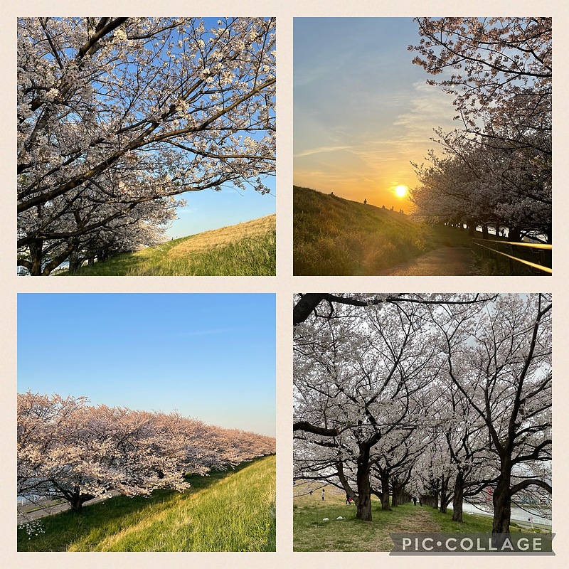 土手の桜