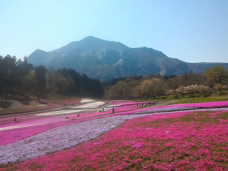 芝桜羊山公園