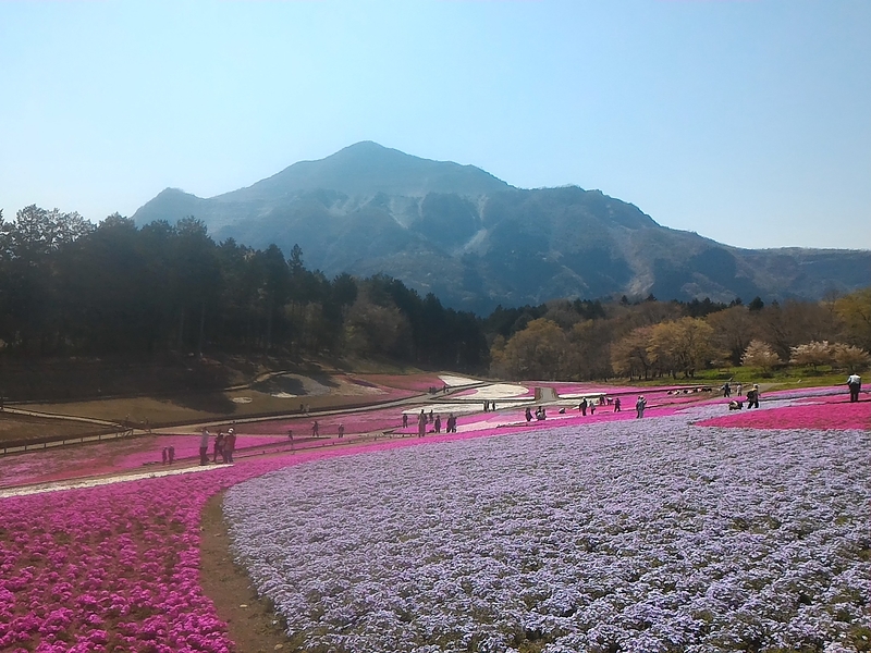 芝桜羊山公園