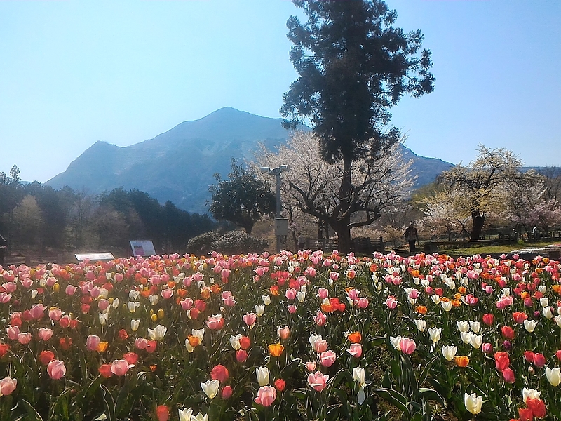 芝桜羊山公園