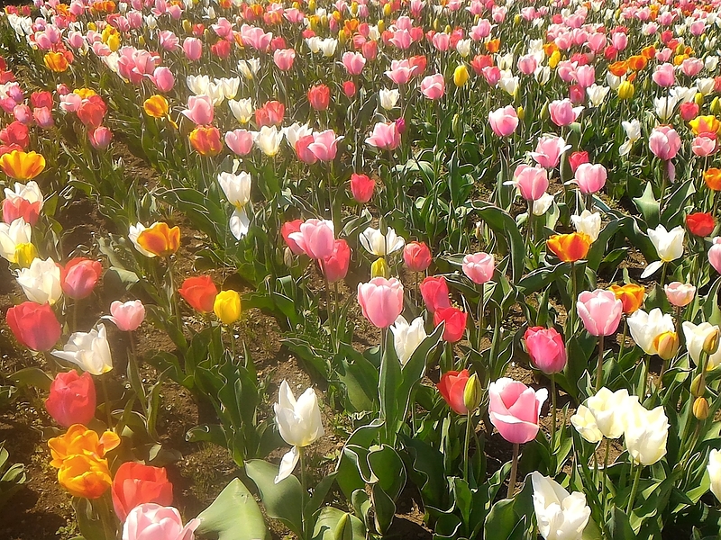 芝桜羊山公園