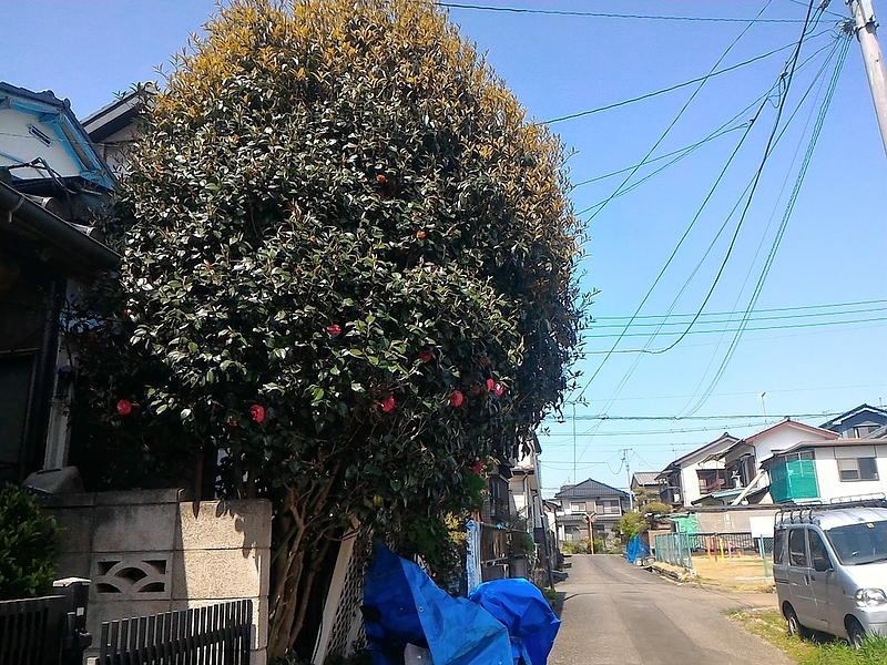 庭木の伐採　日高市