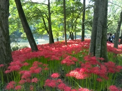 彼岸花