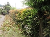 レッドロビン　垣根　刈り込み　植木の手入れ　飯能市