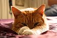 猫の柔軟性｜キャットステップ　キャットウォーク　ナチュラル　猫　ネコ　ステップ　壁　猫と住むマンション　猫と住む家　ペット　ペットリフォーム　東京都