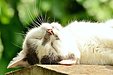 猫のゴロゴロ音｜キャットステップ　キャットウォーク　ナチュラル　猫　ネコ　ステップ　壁　猫と住むマンション　猫と住む家　ペット可マンション　ペット　ペットリフォーム　埼玉県