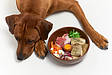 犬の食事と栄養管理