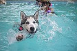 犬の水泳