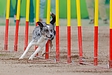 「犬のアジリティーについて」