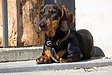 犬に危険な食べ物