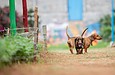 犬の睡眠時間が長い理由