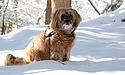 世界最古のペットは犬だった？