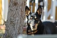 犬とのドライブにおける注意点①