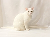 【白猫について 】