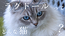 ラグドールについて