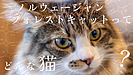 ノルウェージャンフォレストキャットについて