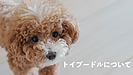 【トイプードルについて】