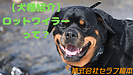 【犬種紹介】ロットワイラーについて